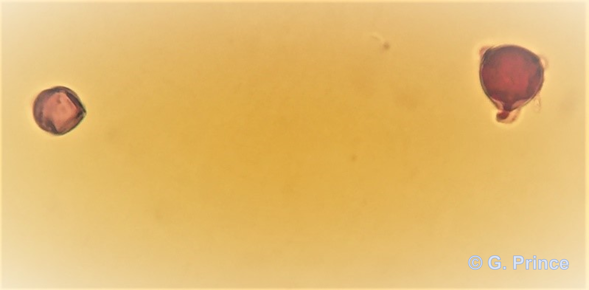 Viable pollen grain of tomato